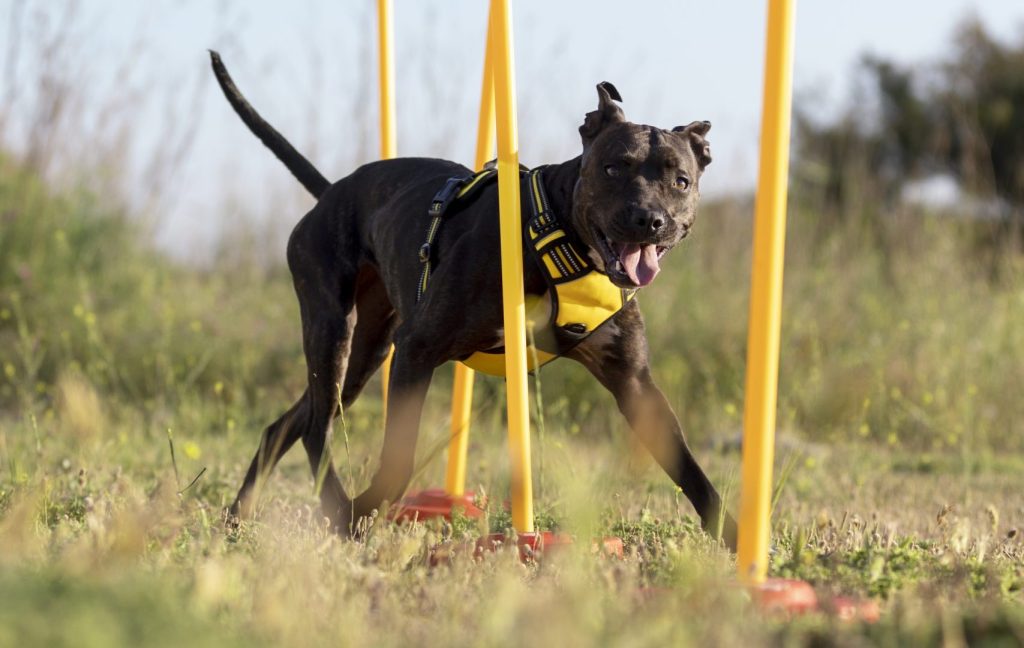 cute dog outdoors running through obstacles scaled e1743029381212.jpg